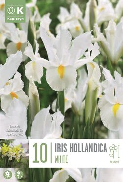 Iris Hollandica White