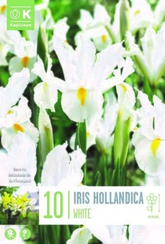 Iris Hollandica White x 10