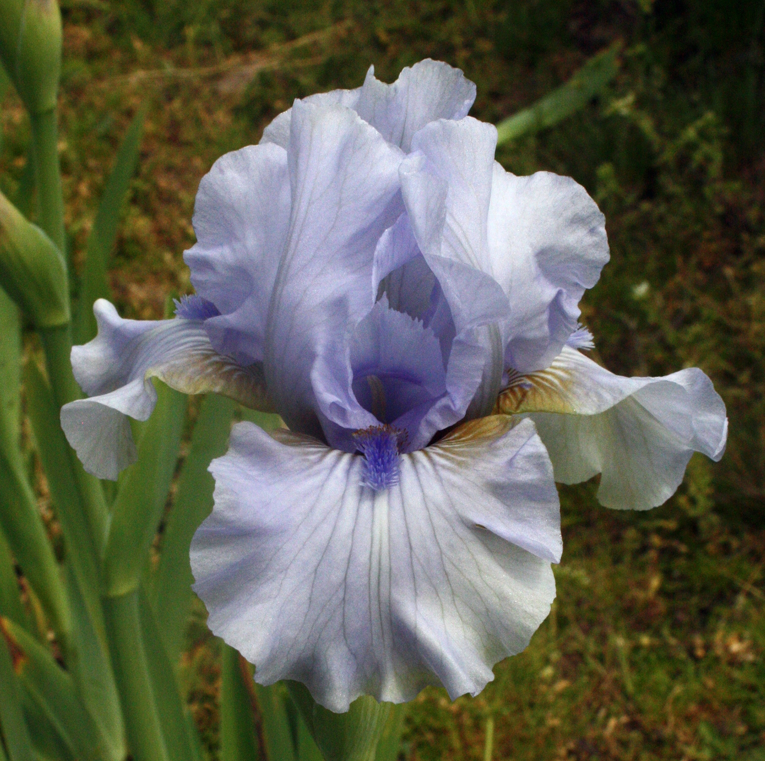 iris-jane-phillips-2-litre-