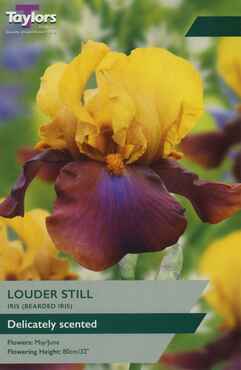 Iris Louder Still