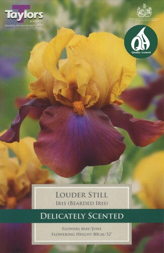 Iris Louder Still