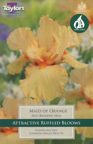 Iris Maid Of Orange