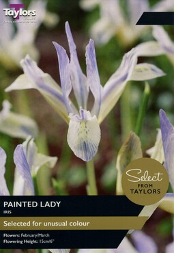Iris Painted Lady x 20
