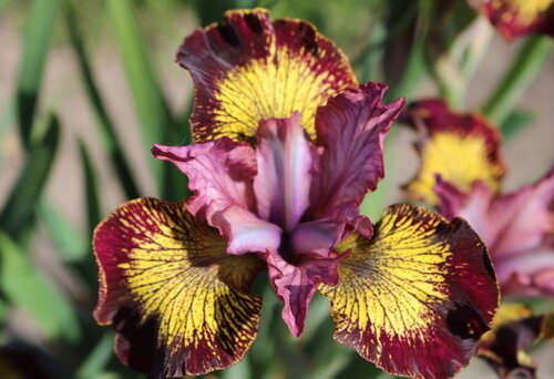 Iris Peacock Butterfly Fiddles on Fire 2 Litre