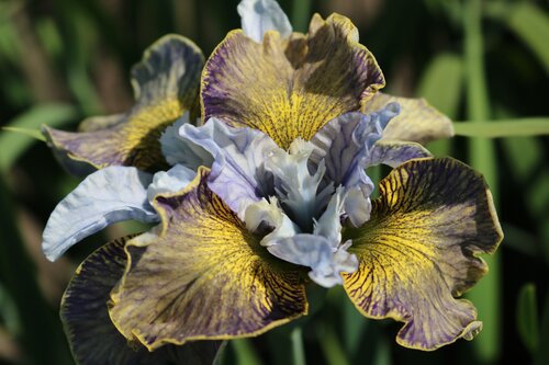 Iris Peacock Butterfly Laser Focus 2 Litre