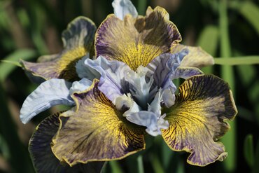 Iris Peacock Butterfly Laser Focus 2 Litre