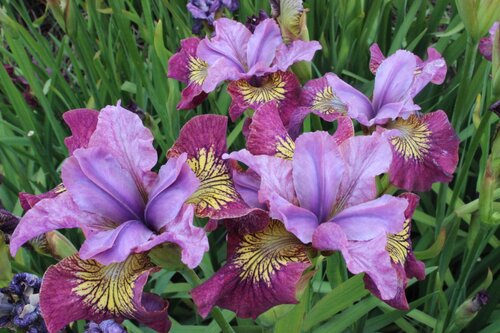 Iris Peacock Butterfly Miss Apple 2 Litre