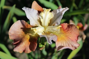 Iris Peacock Butterfly Outside the Box 2 Litre