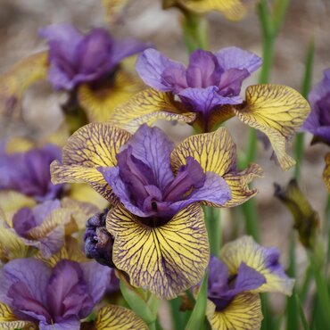 Iris Peacock Butterfly Pennywhistle 2 Litre