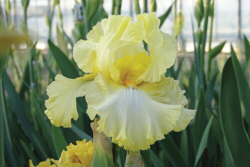 Iris Peacock Butterfly Wynne Magnolia 2 Litre