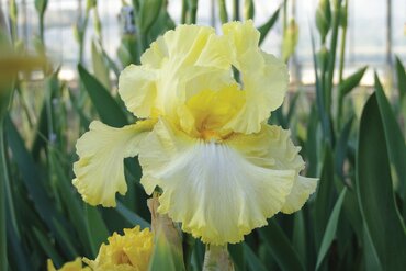 Iris Peacock Butterfly Wynne Magnolia 2 Litre