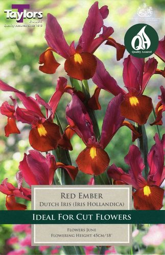 Iris Red Ember x 8