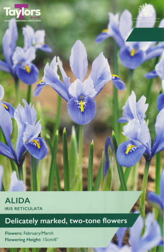 Iris Reticulata Alida