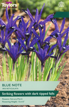 Iris Reticulata Blue Note