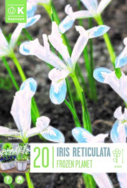 Iris Reticulata Frozen Planet x 20