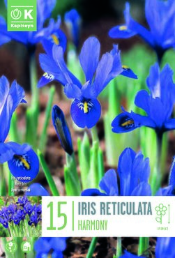 Iris Reticulata Harmony