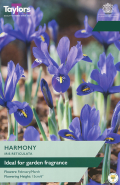 Iris Reticulata Harmony