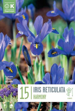 Iris Reticulata Harmony