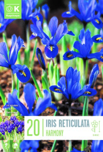 Iris Reticulata Harmony x 20