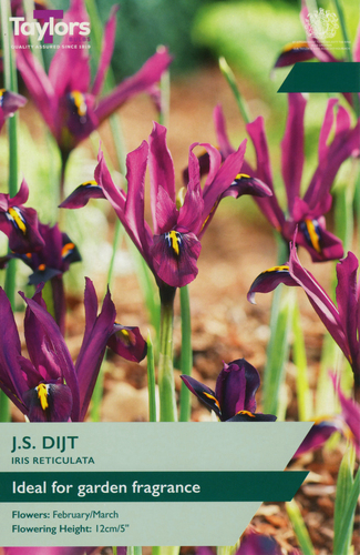 Iris Reticulata J.S. Dijt