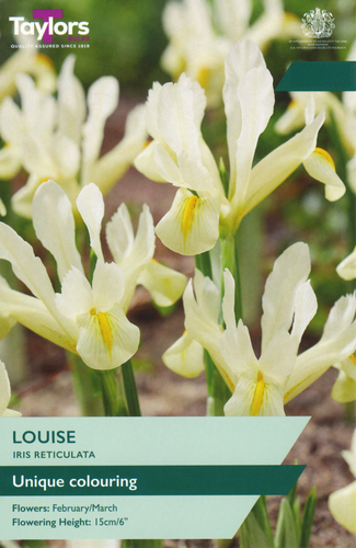 Iris Reticulata Louise