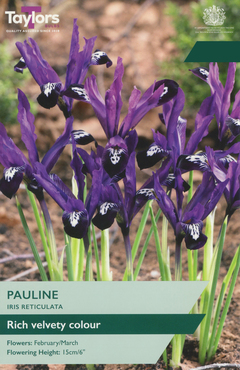 Iris Reticulata Pauline
