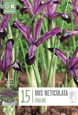 Iris Reticulata Pauline