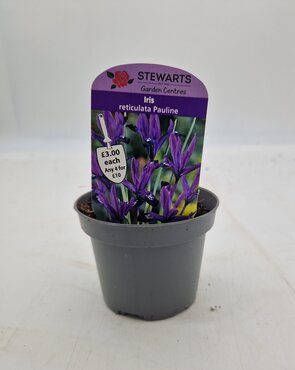 Iris Reticulata Pauline Potted Bulb 9cm