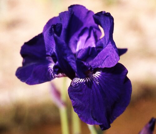 Iris Sable 2 Litre