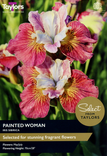 Iris Sibirica Painted Woman