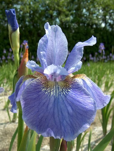 Iris sibirica 'Perry's Blue' 2 Litre