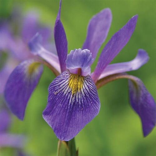 Iris sibirica 'Sparkling Rose' 2 Litre