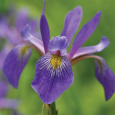 Iris sibirica 'Sparkling Rose' 2 Litre