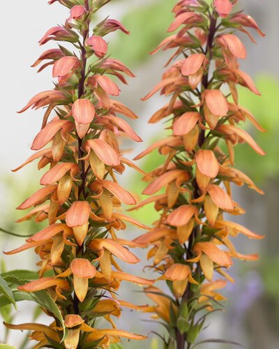 Isoplexis Bella 3 Litre