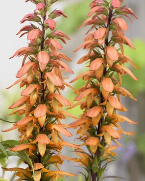 Isoplexis Bella 3 Litre