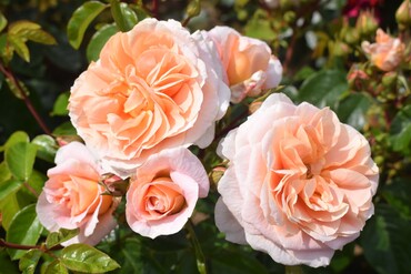 It's A Wonderful Life Bush Rose 3 Litre