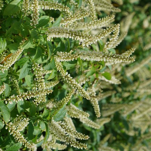 Itea Ilicifolia 3 Litre