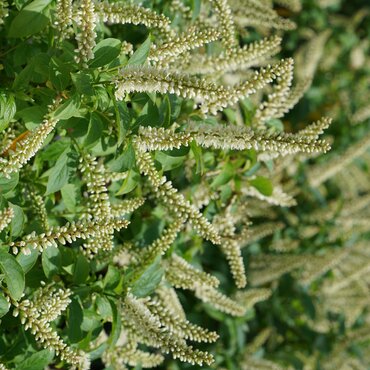 Itea Ilicifolia 3 Litre