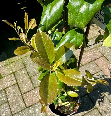 Itea Ilicifolia 3 Litre - image 2