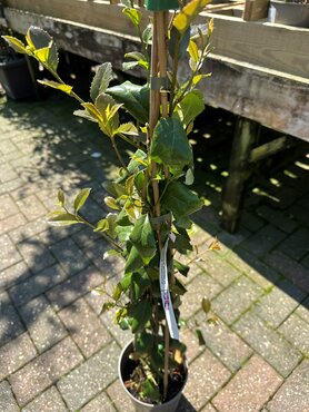 Itea Ilicifolia 3 Litre - image 1