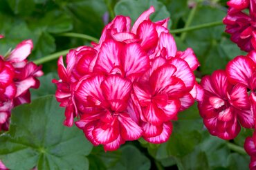 Ivy Geranium Precision Red & White Bicolour Premium Plug