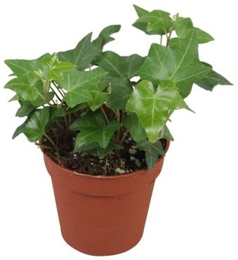 Ivy Green Leaf 9cm