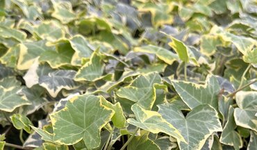 Ivy (Hedera) Gold 10.5cm