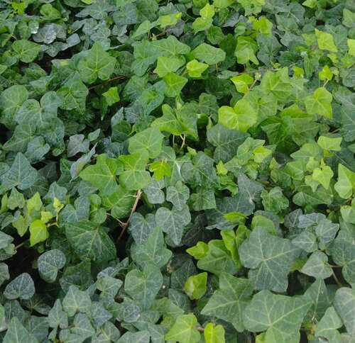 Ivy (Hedera) Green 10.5cm