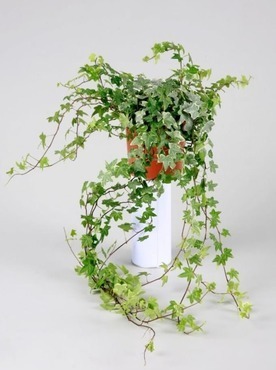 Ivy (Hedera) Green and Silver Leaf 13cm