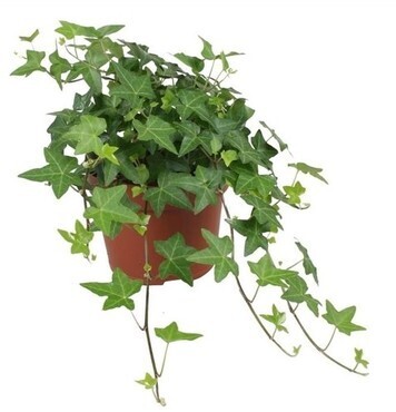 Ivy (Hedera) Green Leaf 13cm