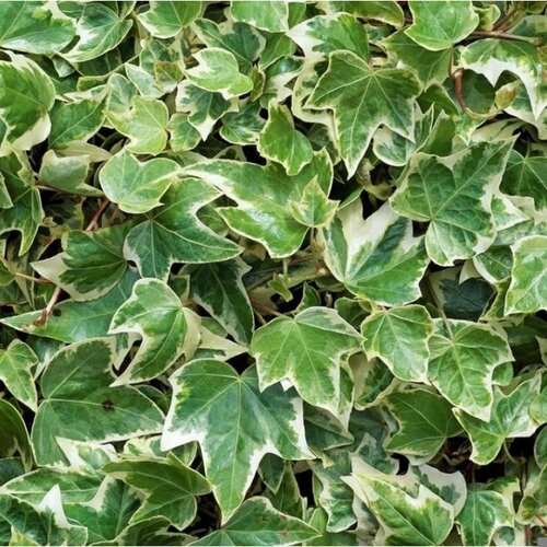 Ivy (Hedera) White 10.5cm