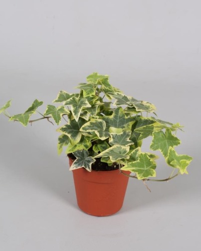 Ivy (Hedera) Yellow Variegated 9cm