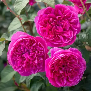 James L Austin Shrub Rose 6 Litre