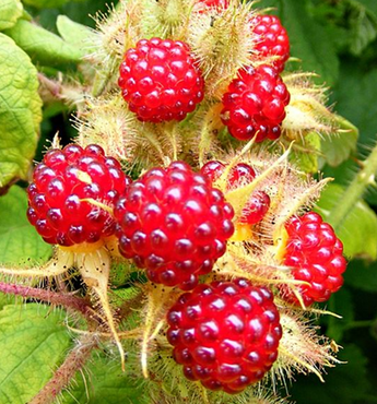 Japanese Wineberry 3 Litre